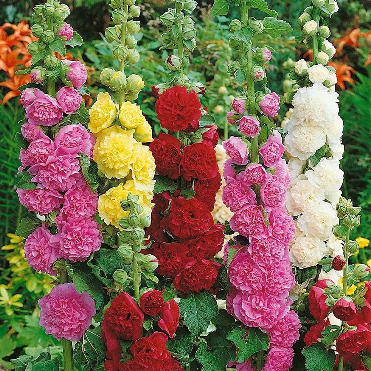 Mixed Color Althaea Rosea Flower Seeds for Planting Heirloom, Non-GMO, High Germination Organic Garden Seeds