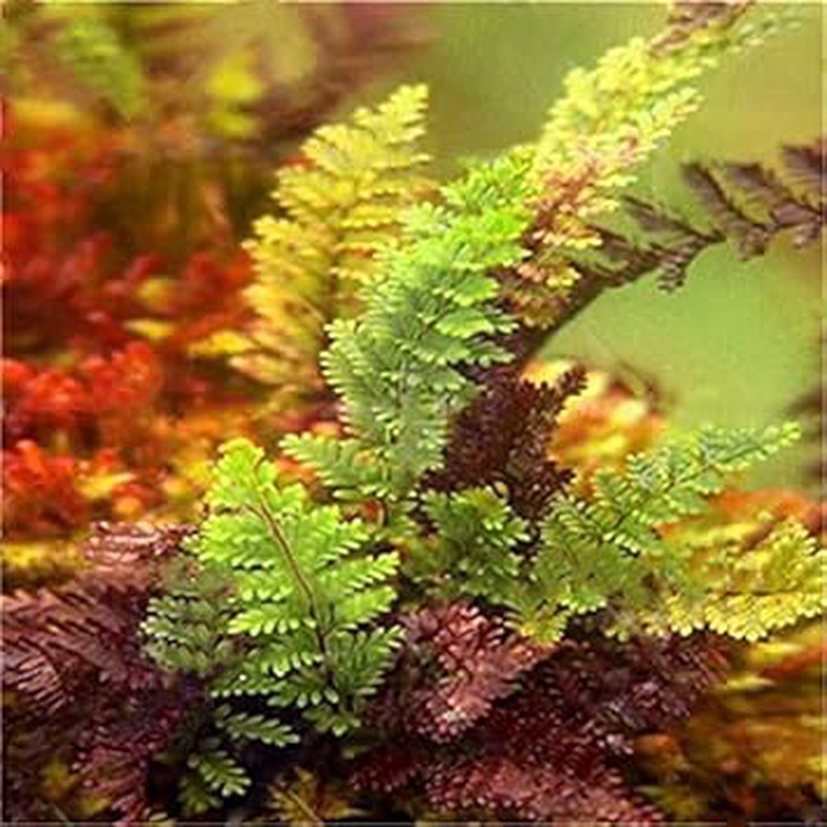 Mixed Fern Plant Heirloom Non-GMO Seeds for Planting High Germination Organic Garden Seeds for Shady Indoor & Outdoor Spaces