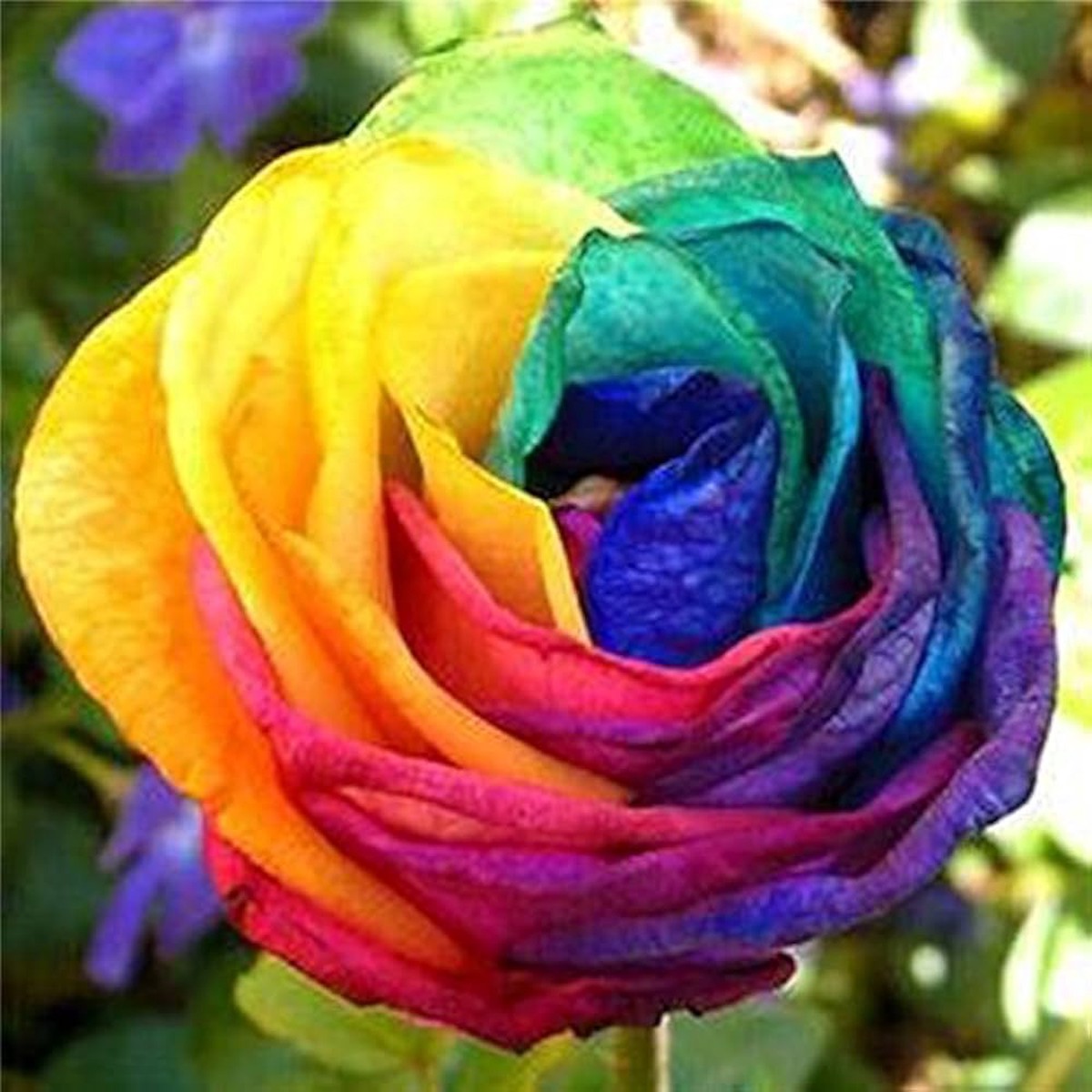 Multi-Color Black Blue Rose Flower Seeds for Planting Heirloom, Non-GMO, High Germination Organic Garden Seeds, Rare Perennial Blooms