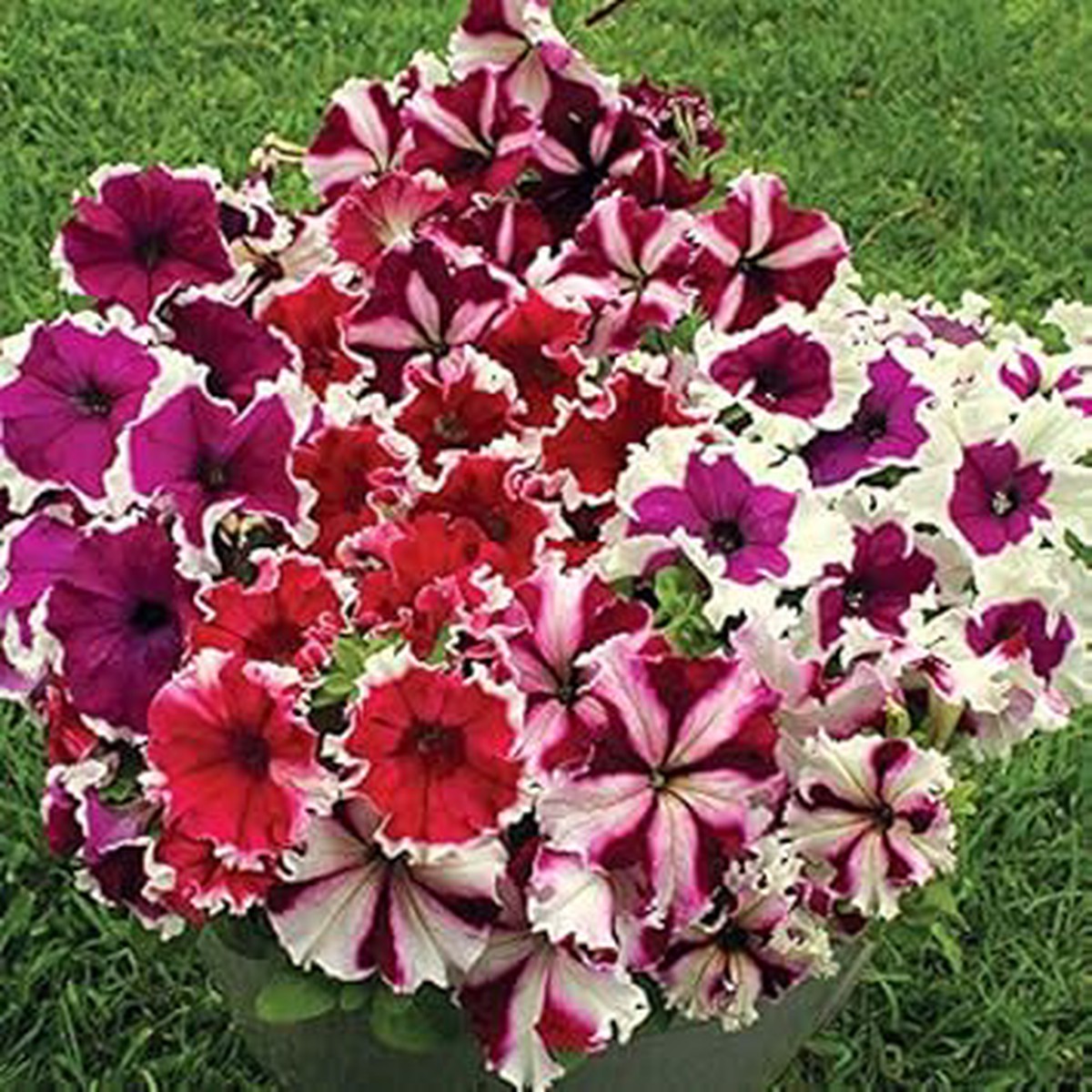 Oblique Petunia Flower Seeds for Planting Mixed Color, Heirloom Non-GMO High Germination Organic Garden Seeds