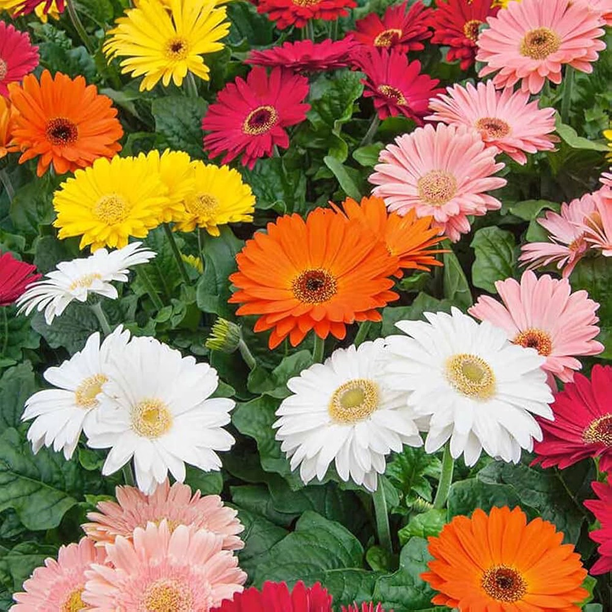 Organic Heirloom Mixed Colour Gerbera Flower Seeds Non-GMO, High Germination Seeds for Planting
