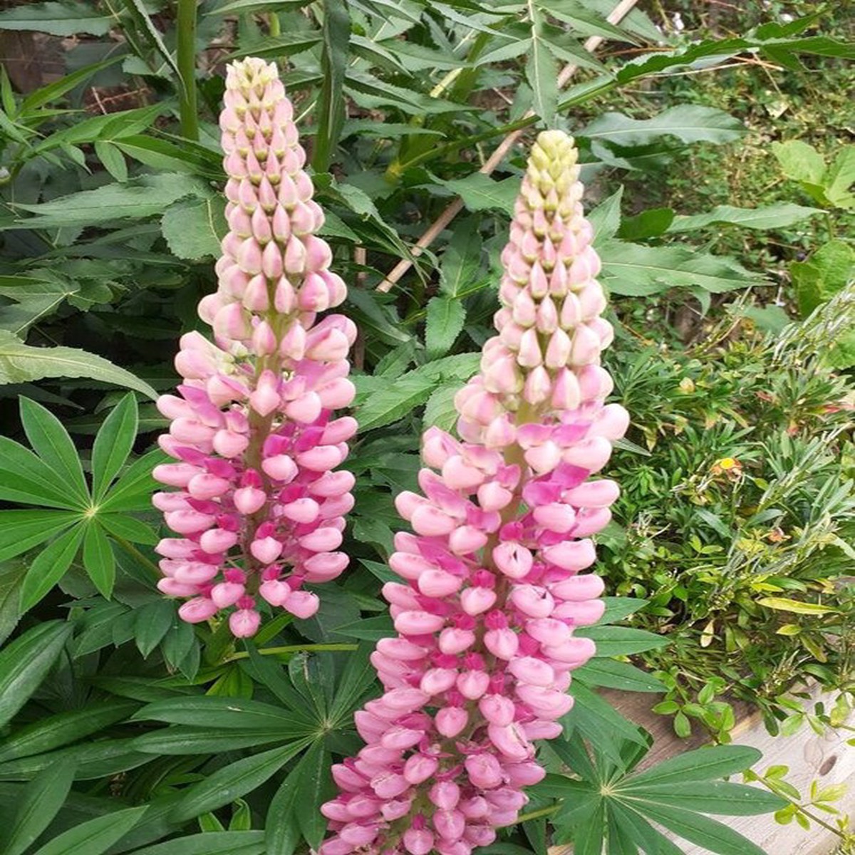 Pink Perennial Flower Heirloom Non-GMO Seeds for Planting High Germination Organic Garden Seeds