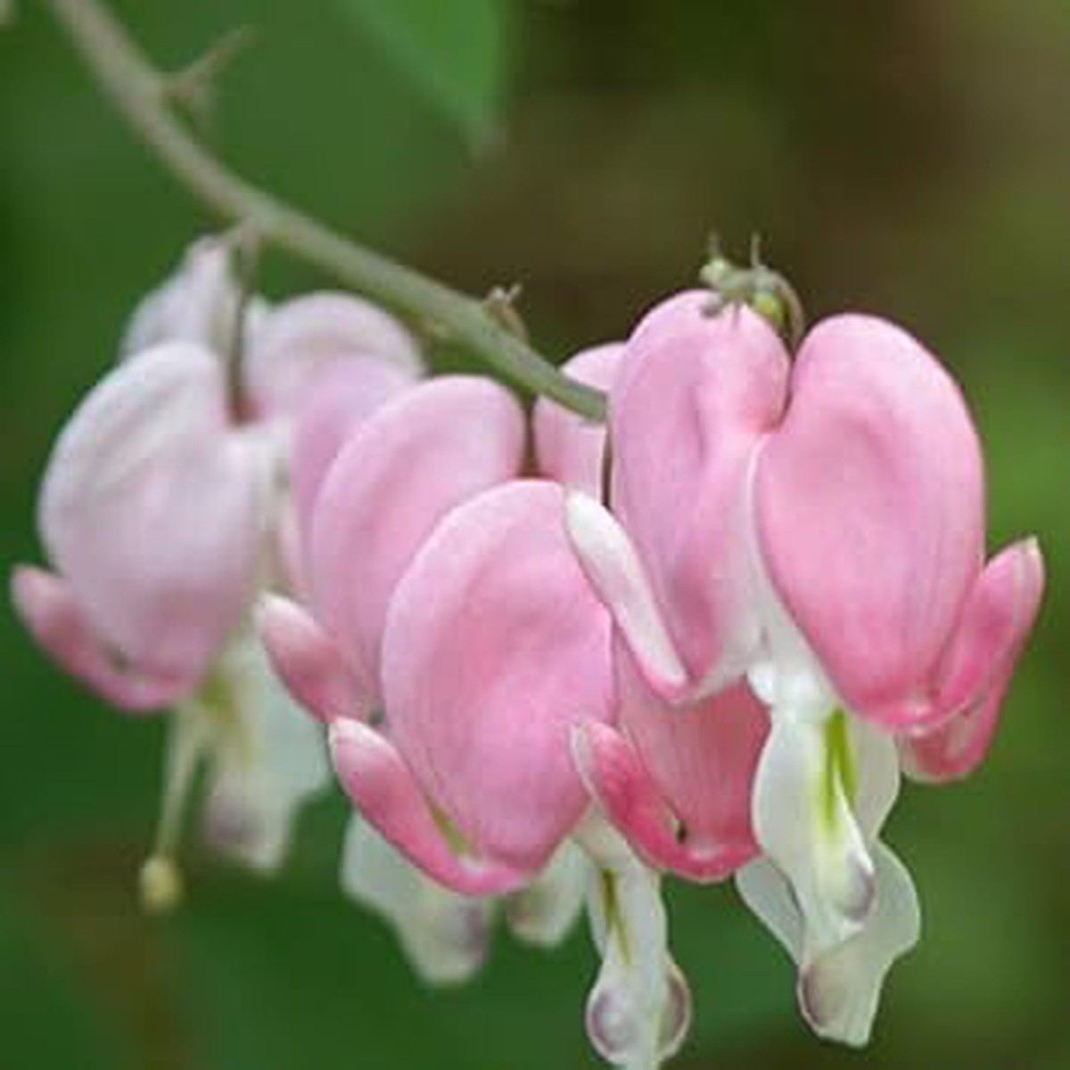 Pink & White Heart Flower Seeds for Planting Heirloom Non-GMO High Germination Organic Garden Seeds for Home Garden Blooms