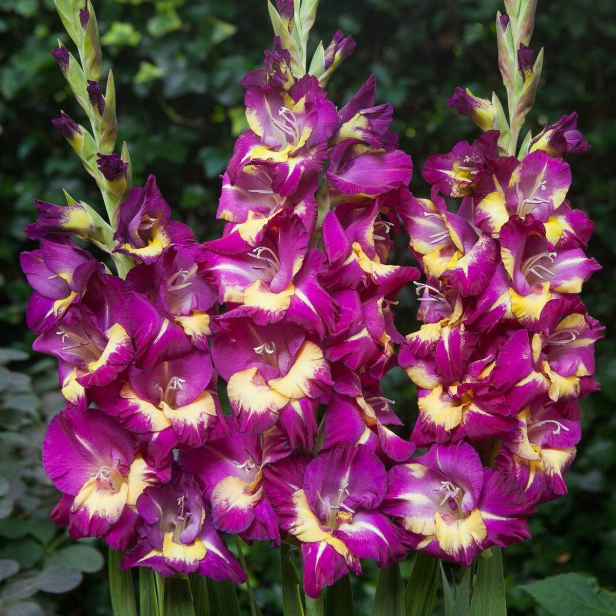 Purple Yellow Gladiolus Flower Seeds Heirloom Non-GMO | High Germination Organic Garden Seeds for Planting