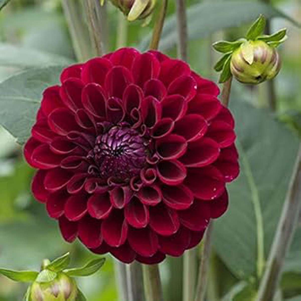 Red Dahlia Flower Seeds for Planting Heirloom, Non-GMO, Organic Garden Seeds with High Germination