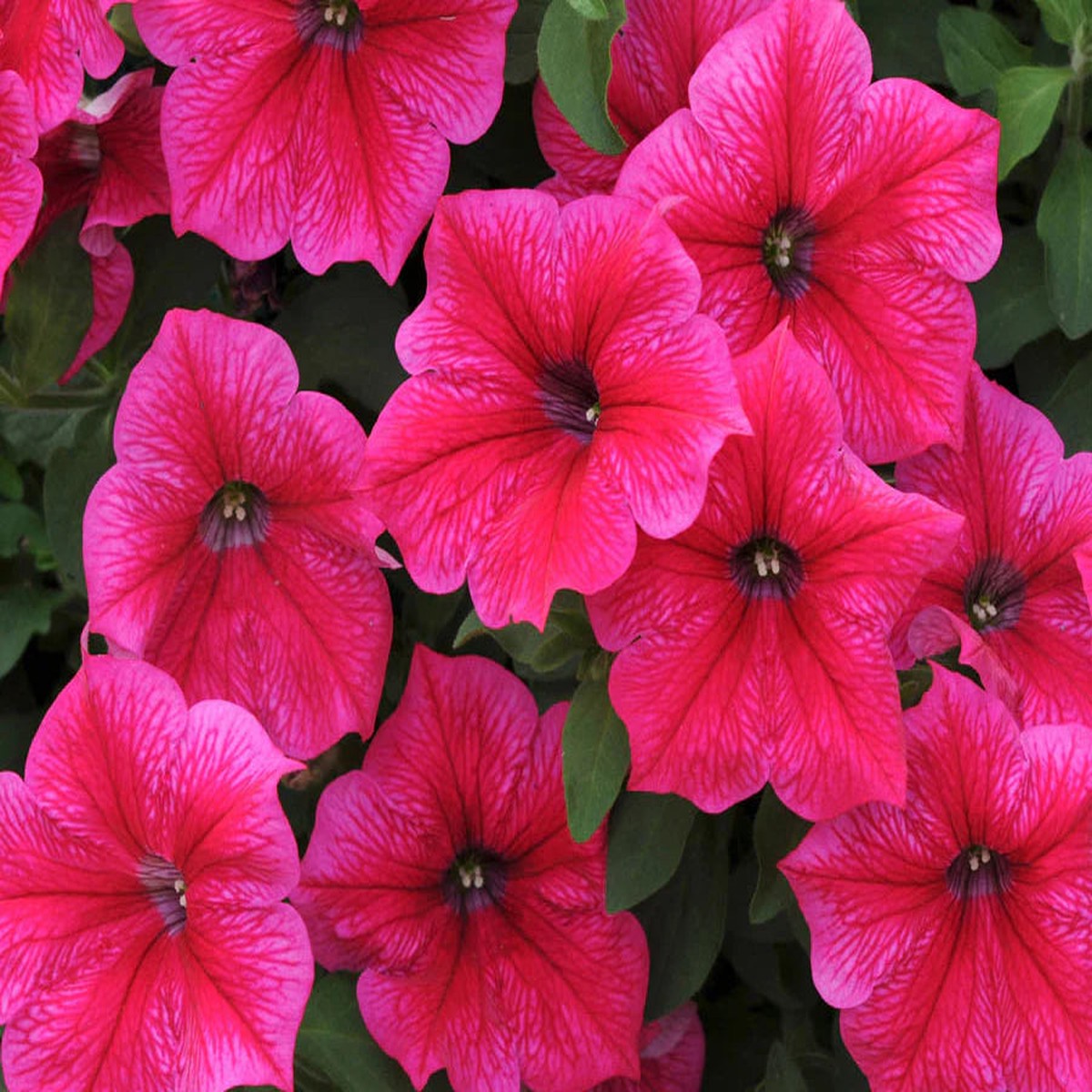 Star Petunia Pink Flower Seeds for Planting Heirloom, Non-GMO, High Germination, Easy to Grow Organic Garden Seeds