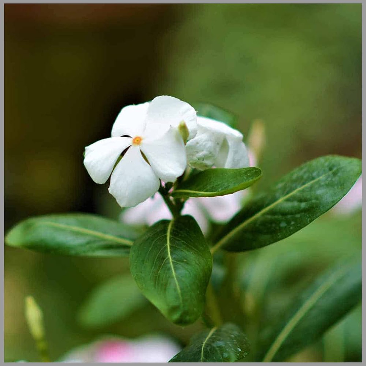 White Periwinkle Vinca Flower Seeds for Planting Heirloom Non-GMO | High Germination Organic Garden Seeds