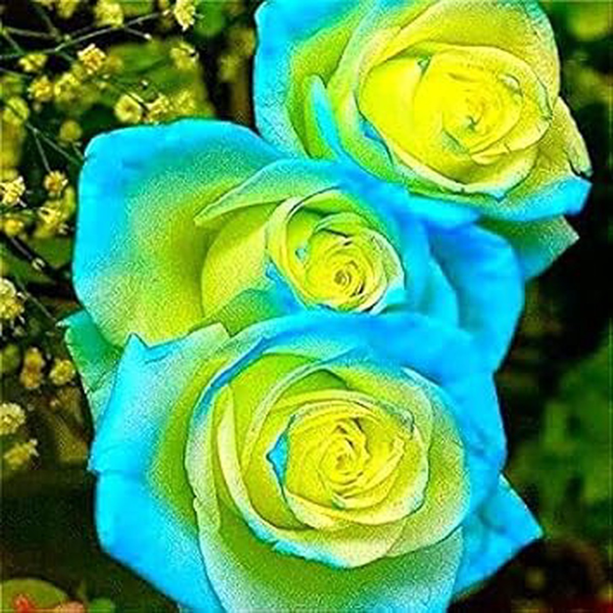 Yellow and Sky Blue Rose Flower Seeds for Planting Heirloom, Non-GMO, High Germination Organic Garden Seeds