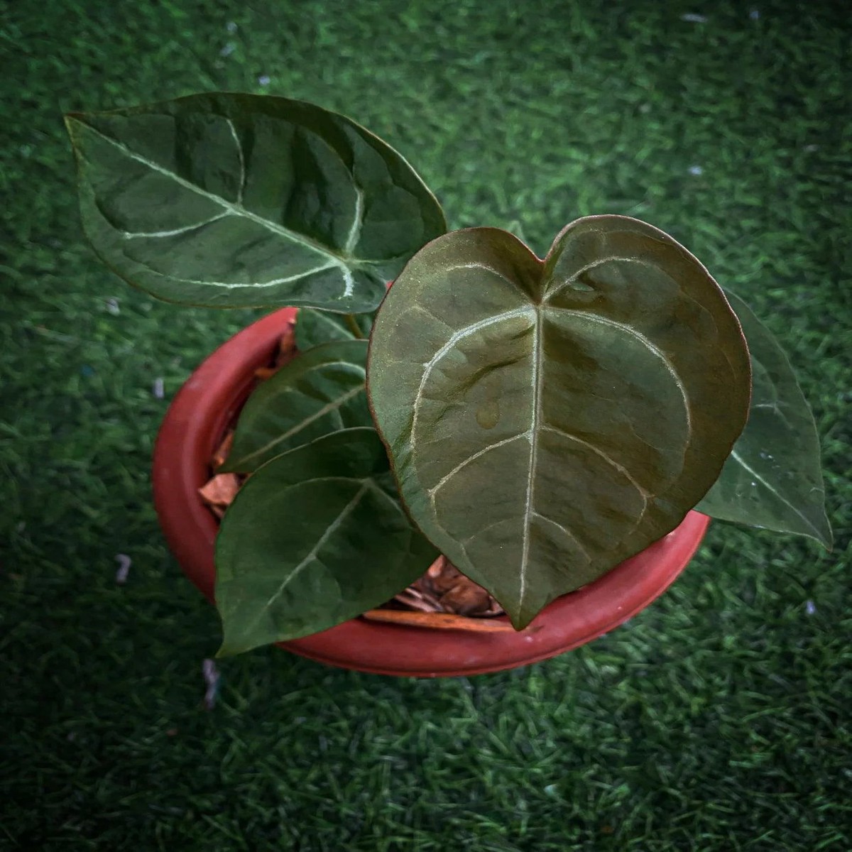 Anthurium Ace of Spades Heirloom Non-GMO Seeds for Planting High Germination Organic Garden Seeds