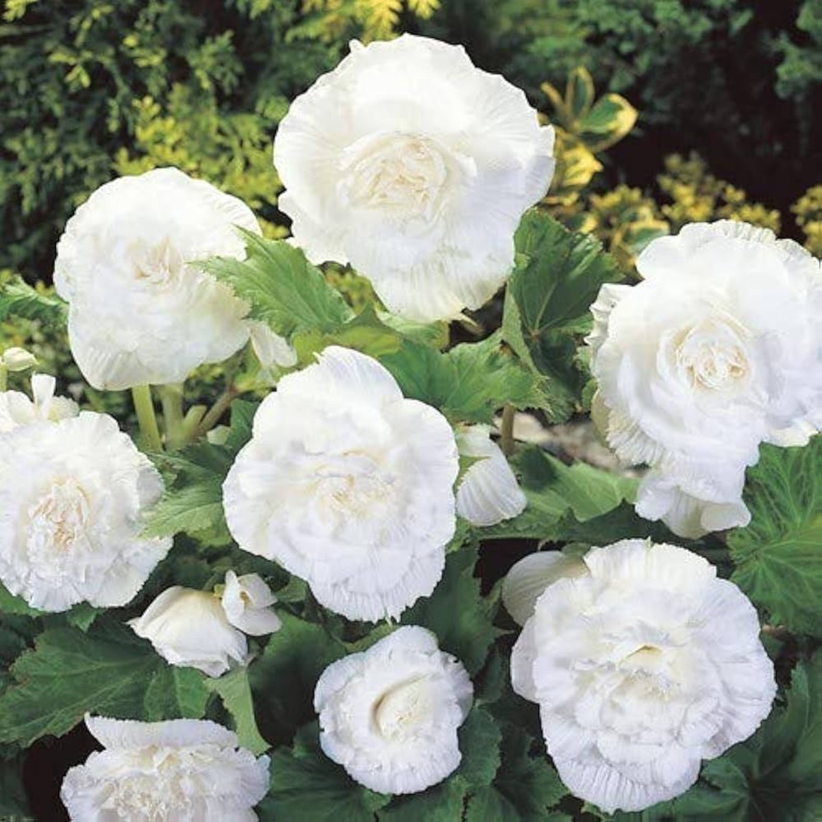 Double White Begonia Flower Seeds for Planting Heirloom Non-GMO Organic Garden Seeds with High Germination for Elegant Blooms