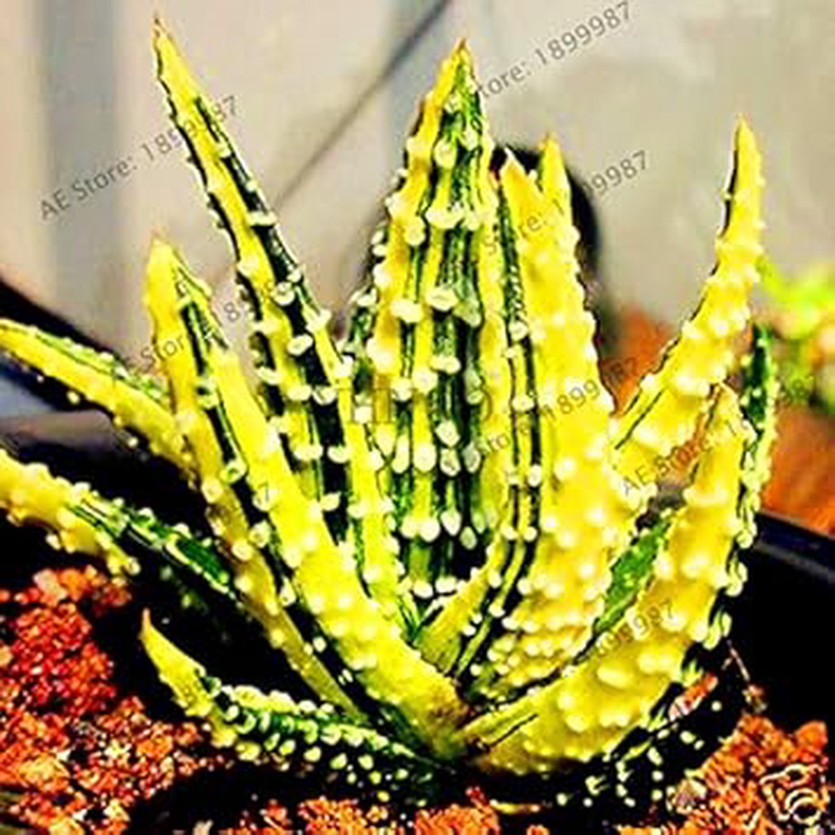 Edible Aloe Vera Yellow Green Plant Seeds for Planting Heirloom, Non-GMO, High Germination Organic Garden Seeds