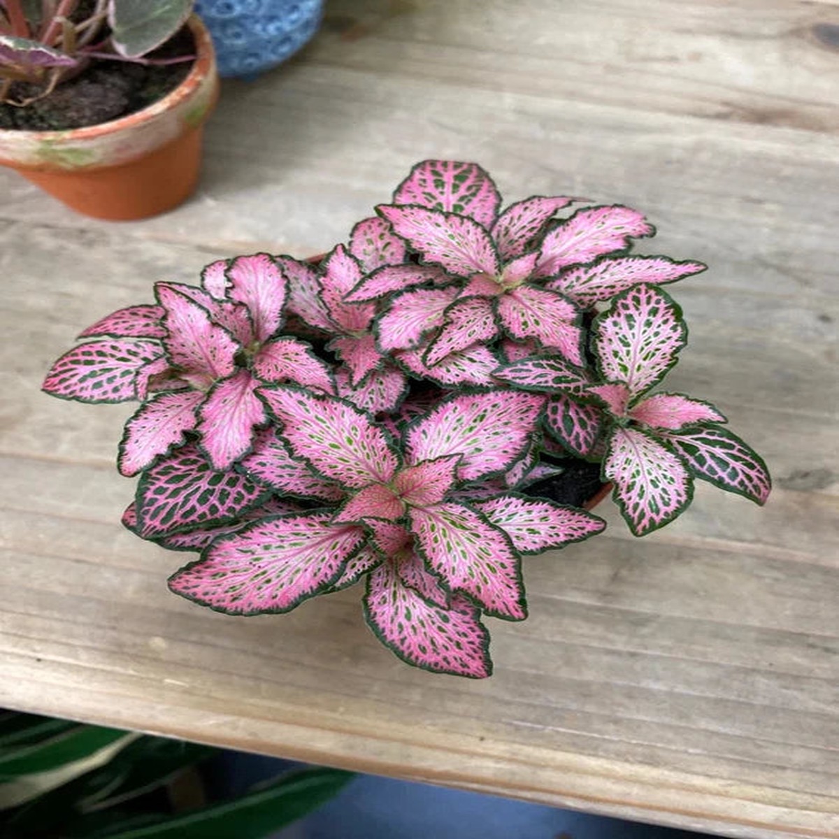 Fittonia Verschaffeltii Green Pink Ornamental Plant Seeds Heirloom Non-GMO High Germination Organic Seeds for Planting