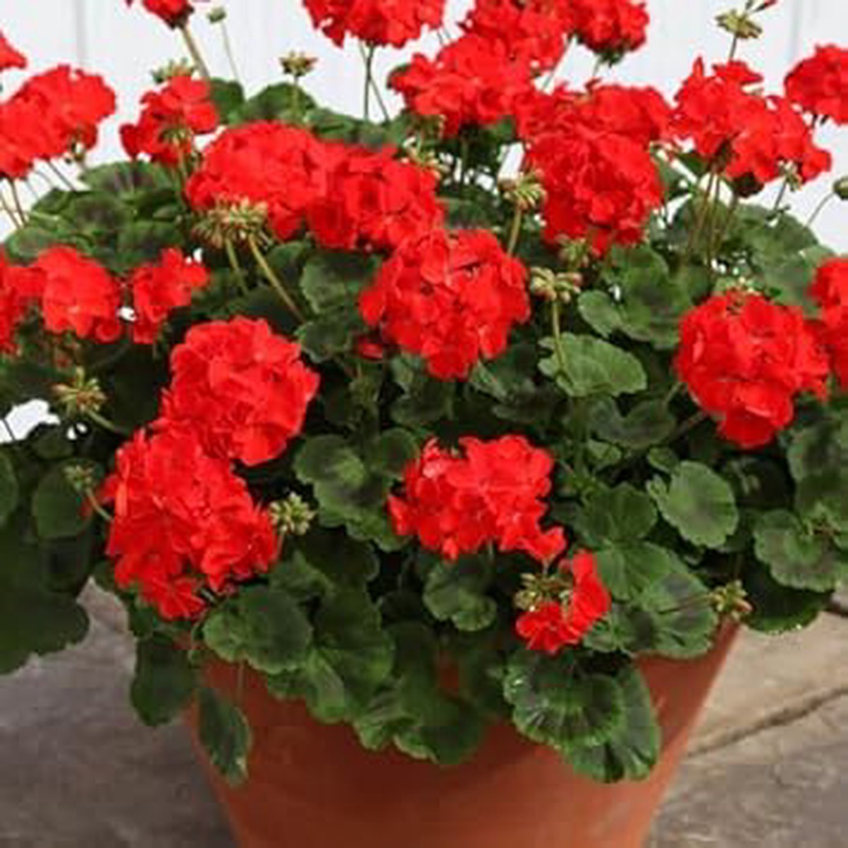 Fresh Red Geranium Heirloom Non-GMO Seeds for Planting High Germination Organic Garden Seeds for Vibrant Blooms