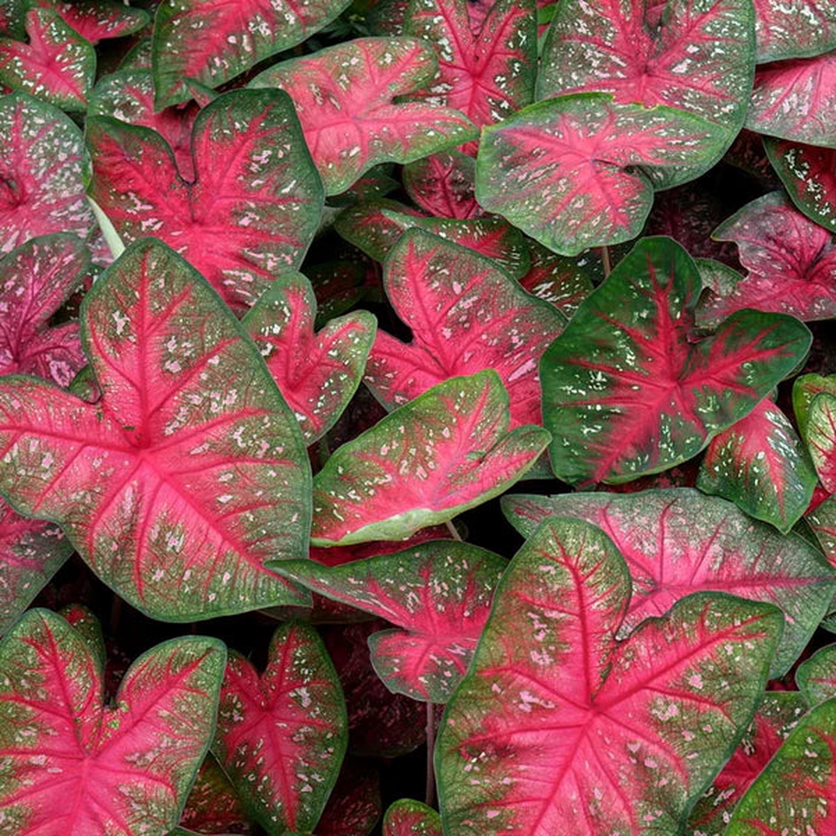 Heirloom Berries 'N Burgundy Caladium Seeds Non-GMO, High Germination Organic Garden Seeds for Planting Ornamental Foliage