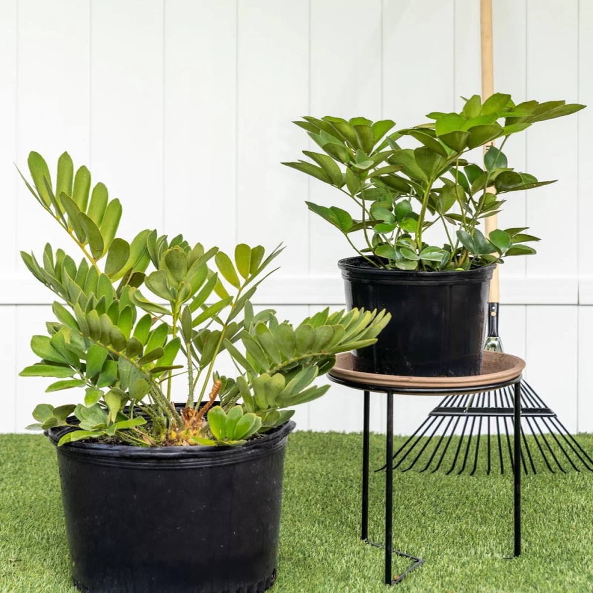 Heirloom Green Zamia Plant Seeds for Planting Non-GMO, High Germination Organic Indoor Foliage Garden Seeds