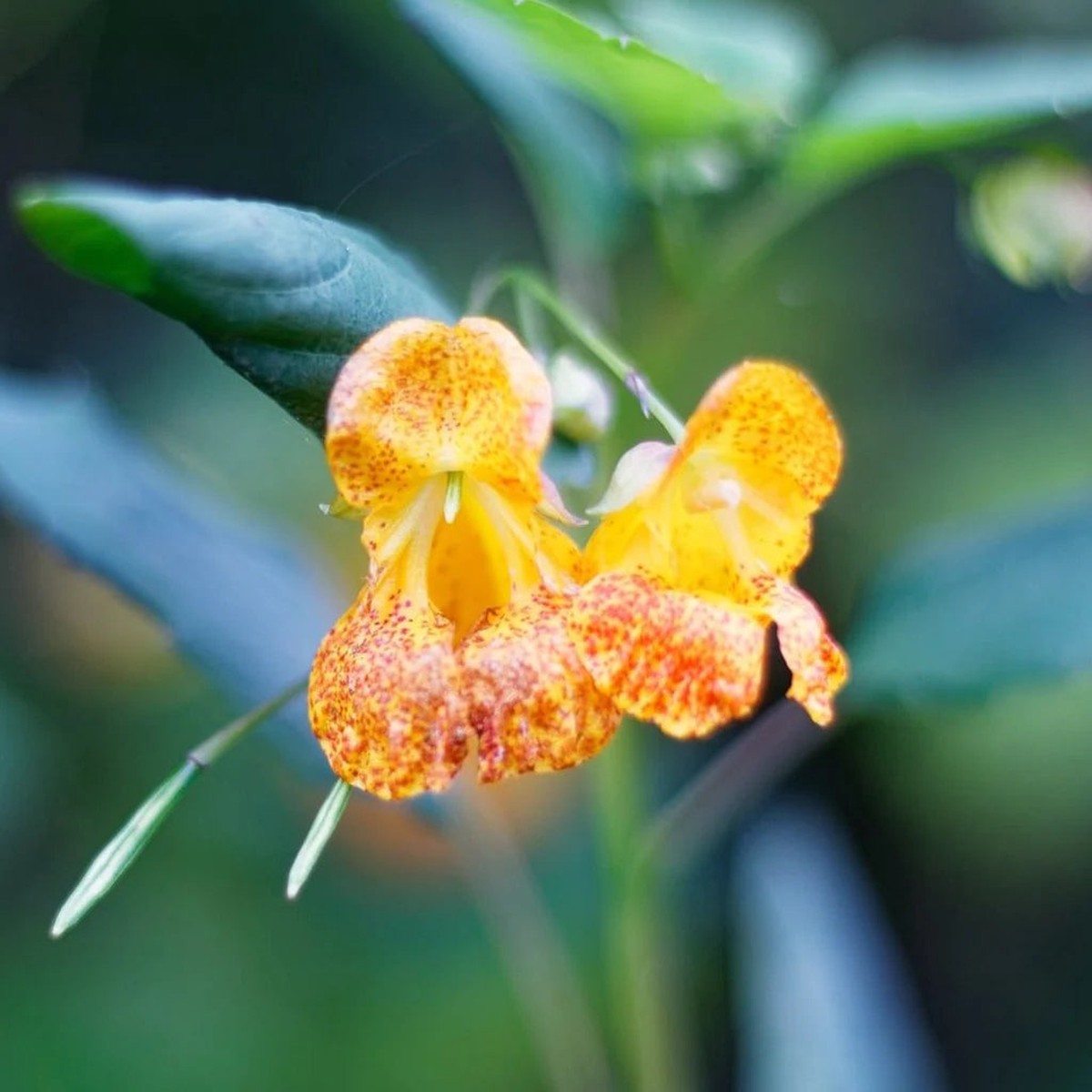 Heirloom Jewelweed Flower Seeds for Planting Non-GMO, High Germination Organic Wildflower Garden Seeds
