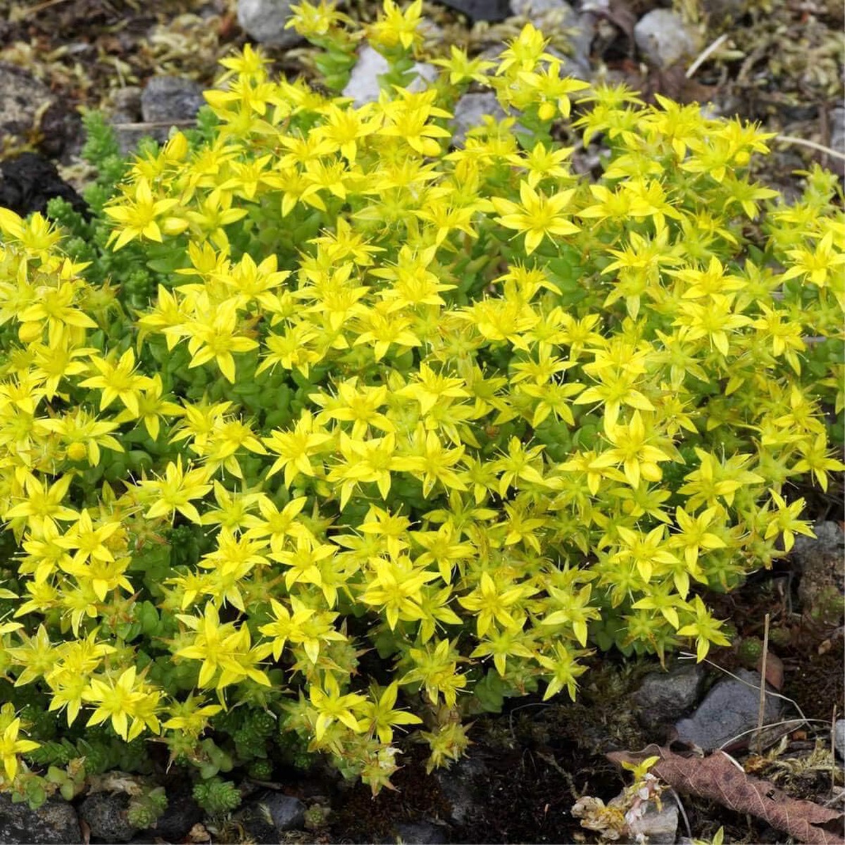 Heirloom Sedum Sarmentosum Succulent Seeds Non-GMO Ground Cover Seeds for Planting, High Germination Organic Garden Seeds