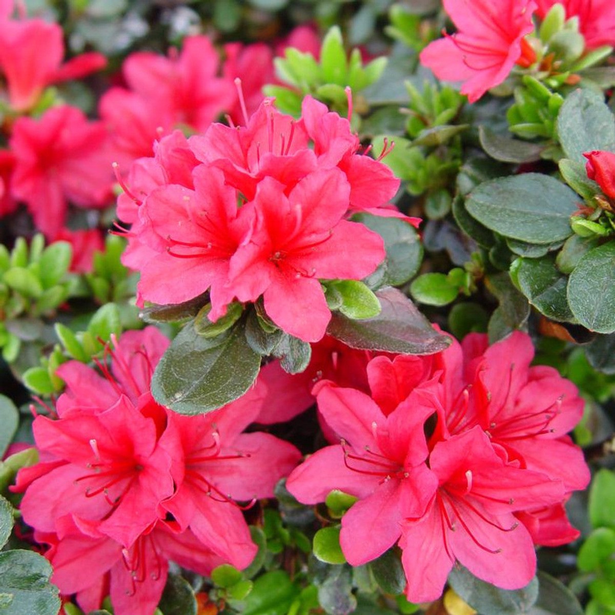 Hino Crimson Azalea Flower Seeds for Planting Heirloom, Non-GMO, High Germination Organic Garden Seeds