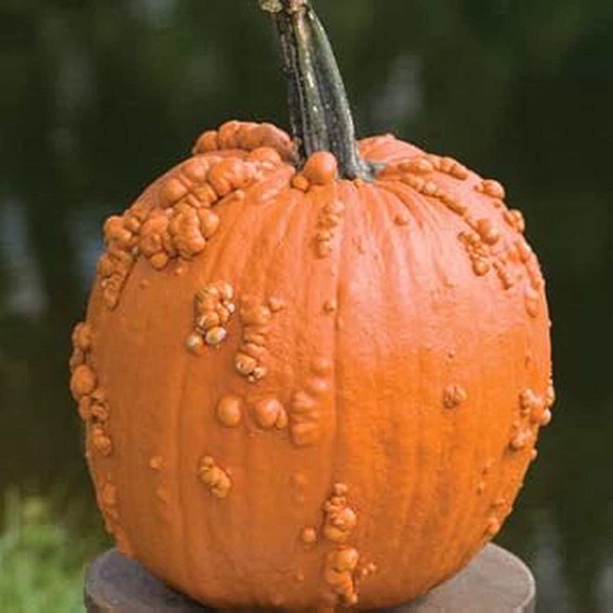 Knucklehead Pumpkin Seeds for Planting - Heirloom, Non-GMO, Organic Garden Seeds, High Germination