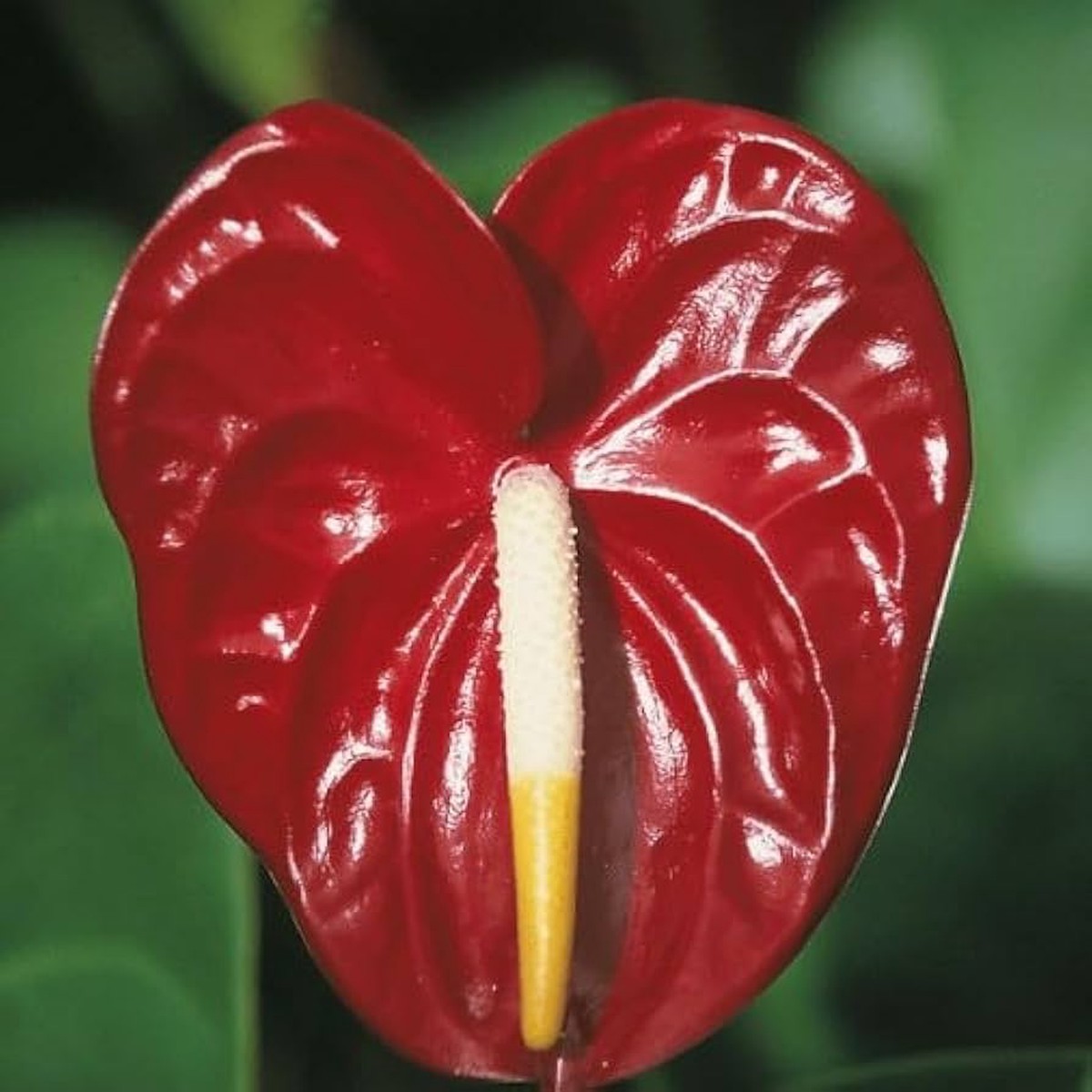 Maroon Anthurium Andraeanum Flower Seeds for Planting Heirloom, Non-GMO, High Germination Organic Garden Seeds
