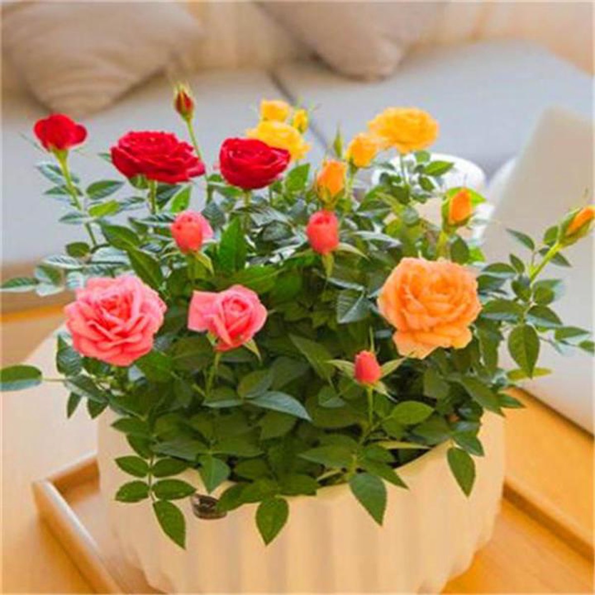 Miniature Rose Mixed Heirloom Non-GMO Seeds for Planting High Germination Organic Garden Seeds