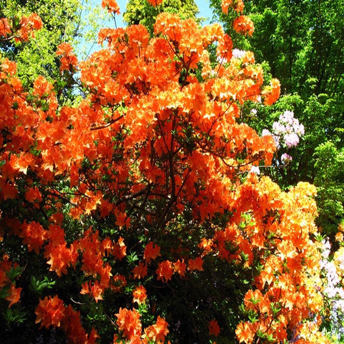 Orange Rhododendron Flower Seeds for Planting Heirloom, Non-GMO, High Germination Organic Garden Seeds