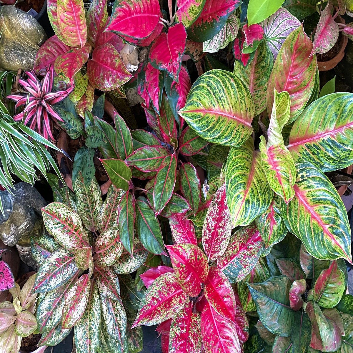 Pink Mix Aglaonema Tropical Plant Seeds Heirloom Non-GMO, High Germination, Organic Garden Seeds