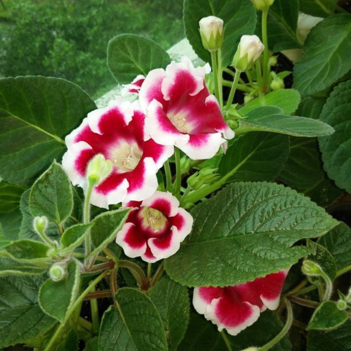 Red & White Brazilian Gloxinia Flower Seeds for Planting | Heirloom Non-GMO High Germination Organic Garden Seeds