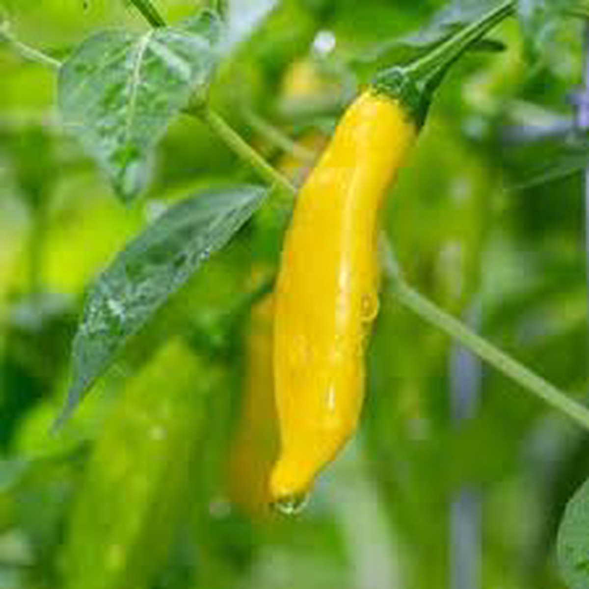 Aji Lemon Drop Pepper Seeds for Planting - Organic Heirloom Non-GMO High Germination Garden Seeds