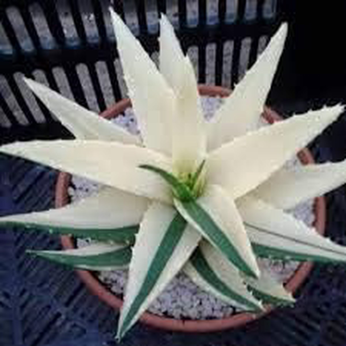 Aloe Vera White Green Plant Seeds for Planting Heirloom, Non-GMO, High Germination Organic Garden Seeds