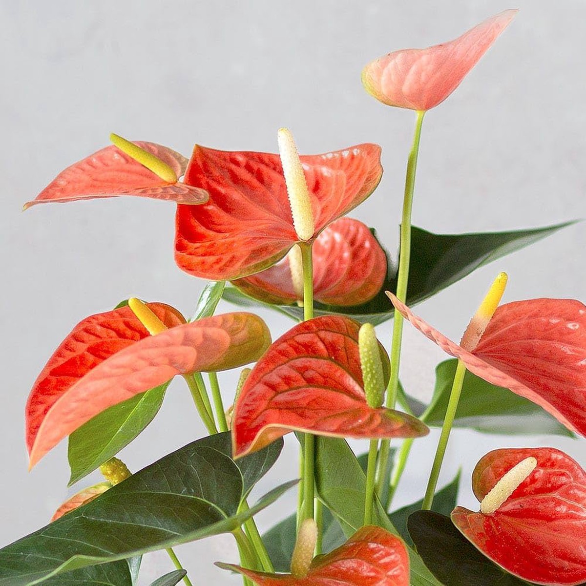 Anthurium Dark Orange Flower Seeds Heirloom, Non-GMO, High Germination Organic Garden Seeds for Planting Exotic Indoor Blooms