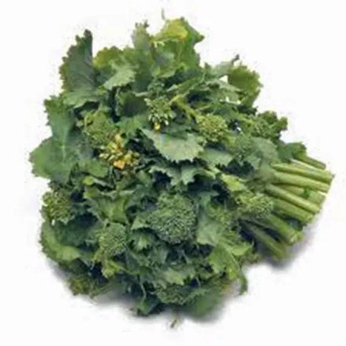 Broccoli Raab Seeds for Planting Heirloom, Non-GMO, Fast-Growing Italian Sprouting Greens