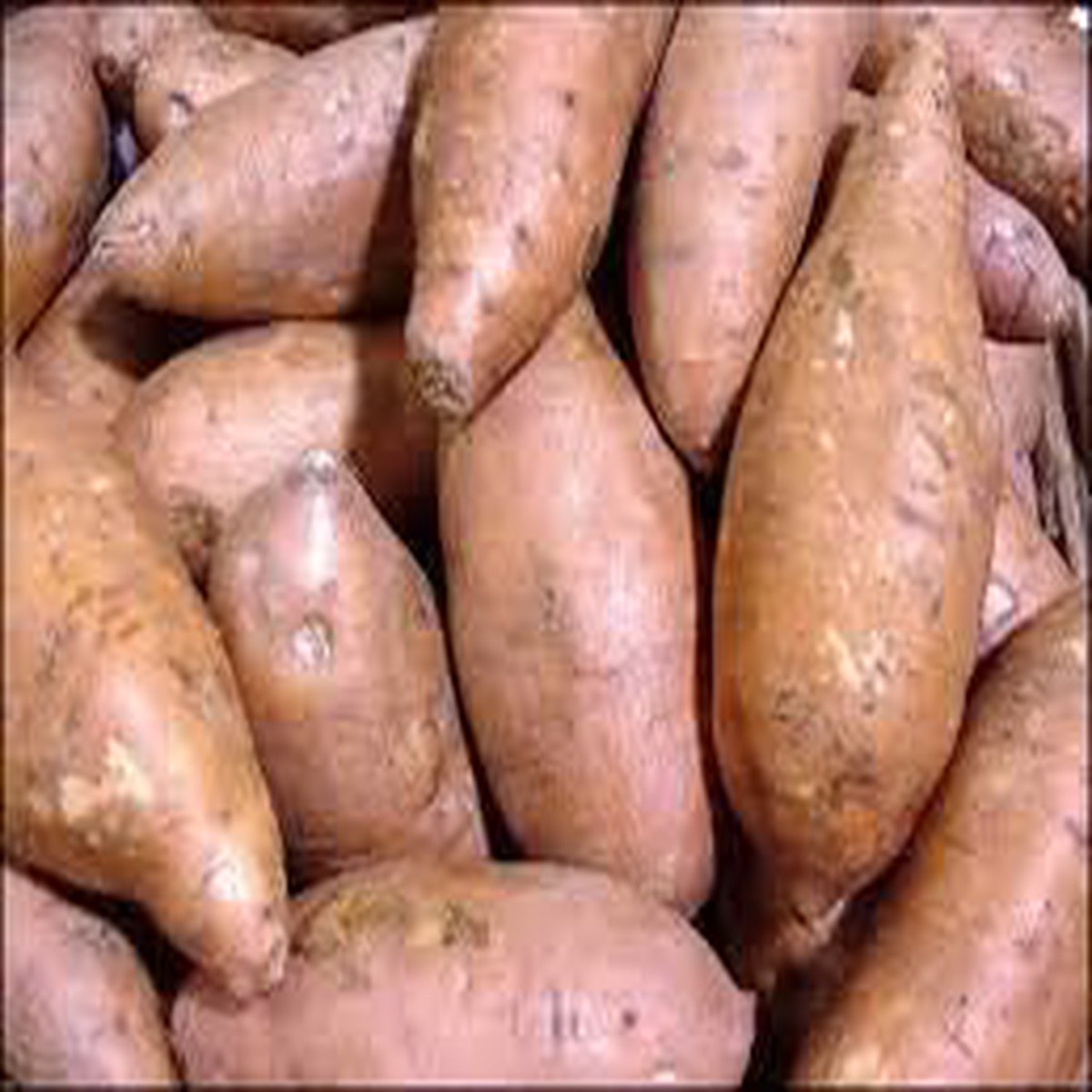 Brown Sweet Potato Seeds for Planting Heirloom, Non-GMO, High Germination Organic Vegetable Garden Seeds