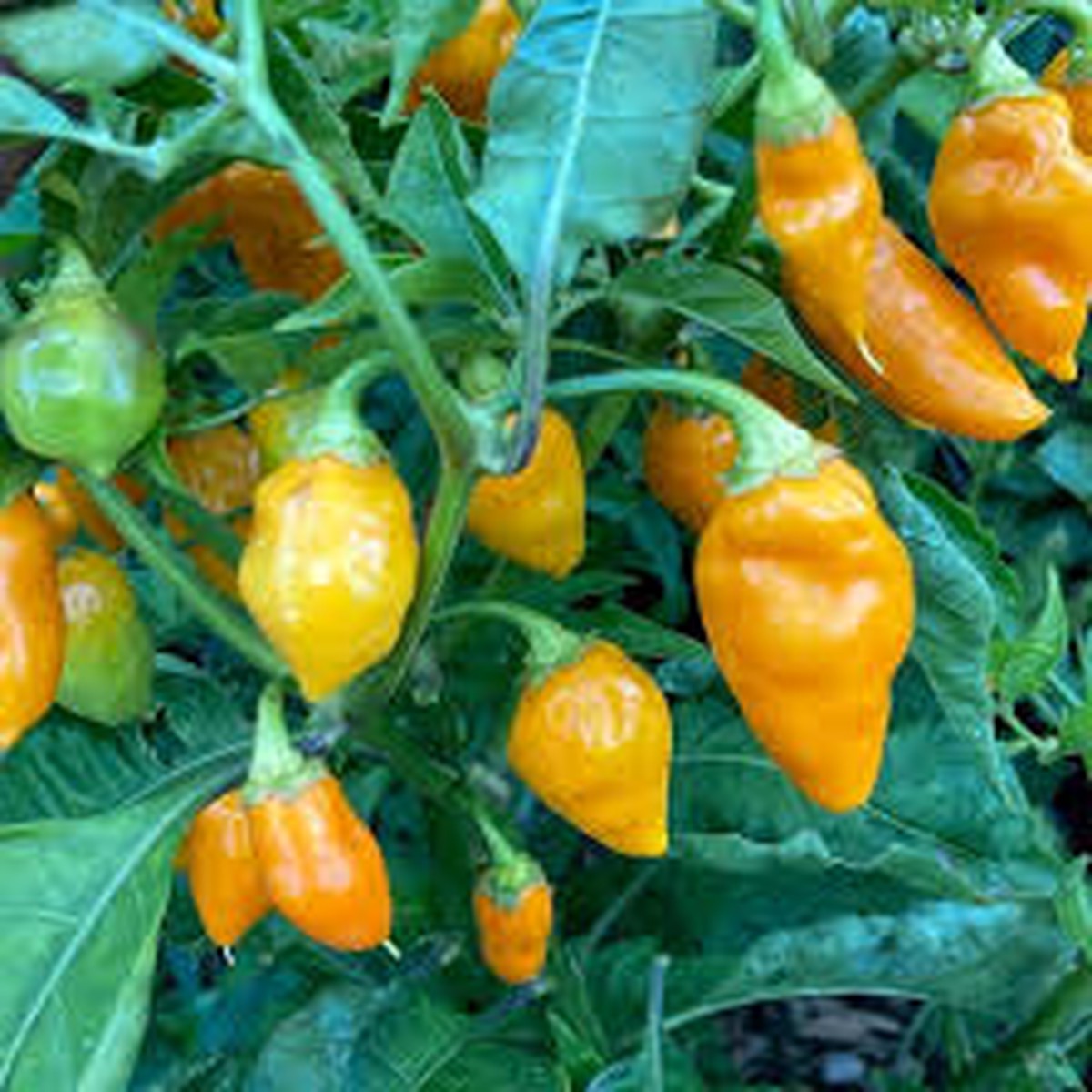Datil Pepper Vegetable Seeds for Planting Heirloom & Non-GMO Organic Garden Seeds with High Germination