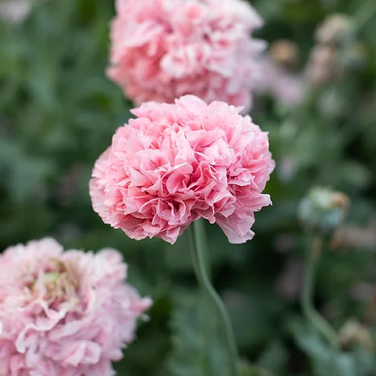 Double Pink Peony Heirloom Non-GMO Seeds for Planting High Germination Organic Garden Seeds