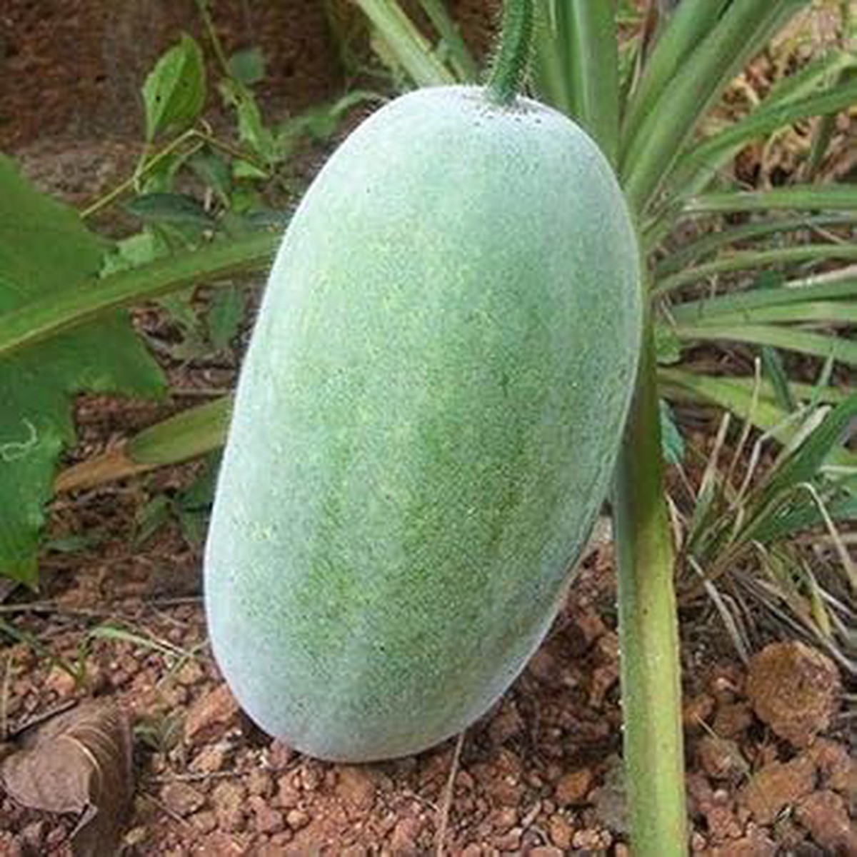 Hairy Gourd Vegetable Seeds for Planting Heirloom & Non-GMO Organic Garden Seeds with High Germination