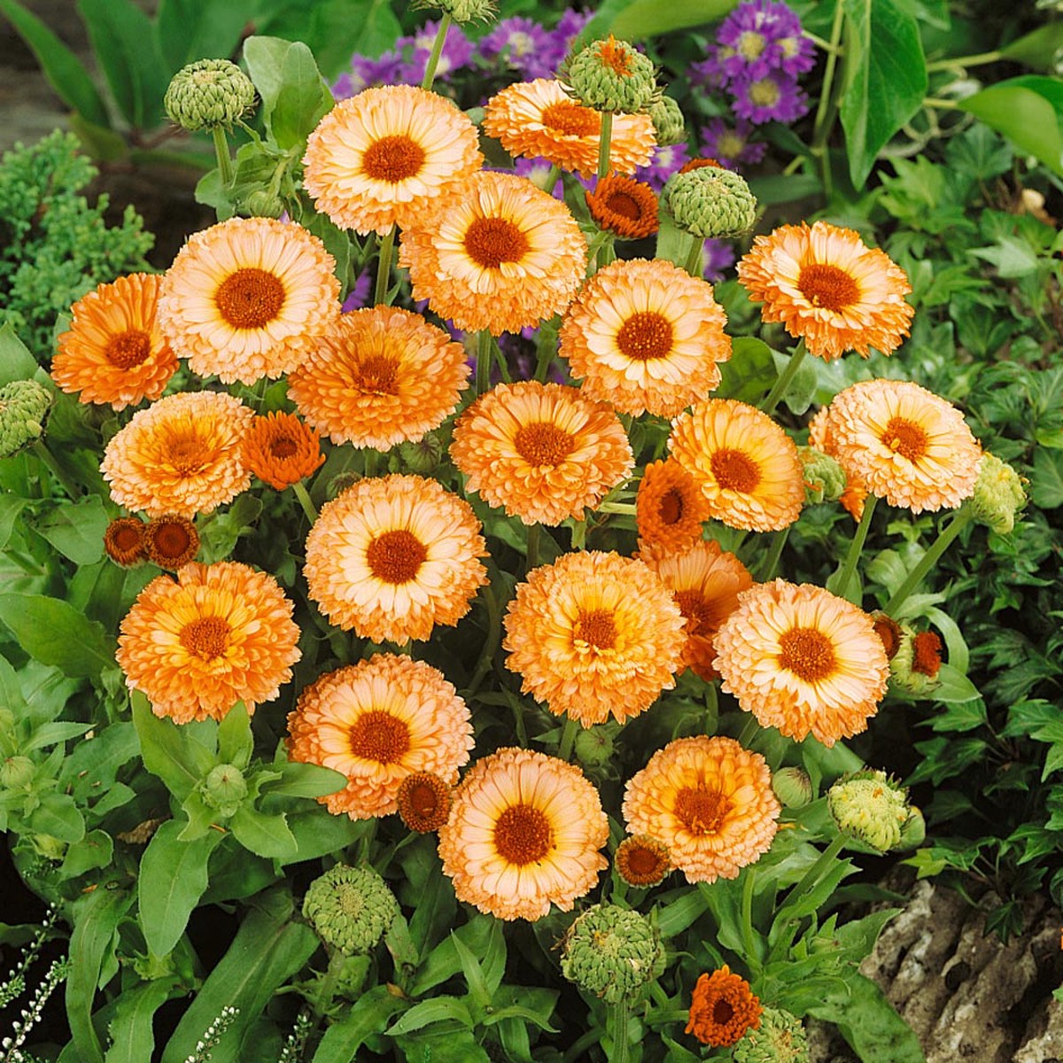 Heirloom Pink Marigold Flower Seeds - Non-GMO, High Germination Organic Garden Seeds for Planting Vibrant Blooms