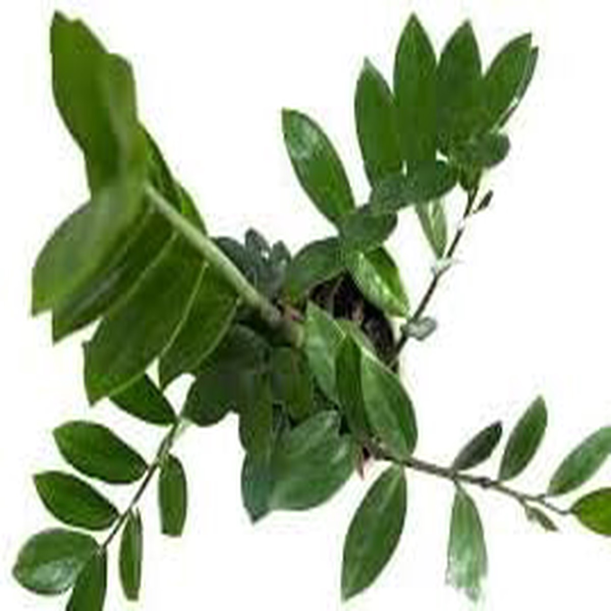 Heirloom Zamioculcas Plant Seeds for Planting Non-GMO, High Germination Organic Indoor Foliage Garden Seeds