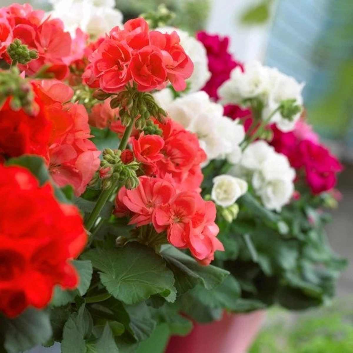 Mixed Color Geranium (Pelargonium) Seeds for Planting Heirloom Non-GMO Organic Garden Seeds with High Germination