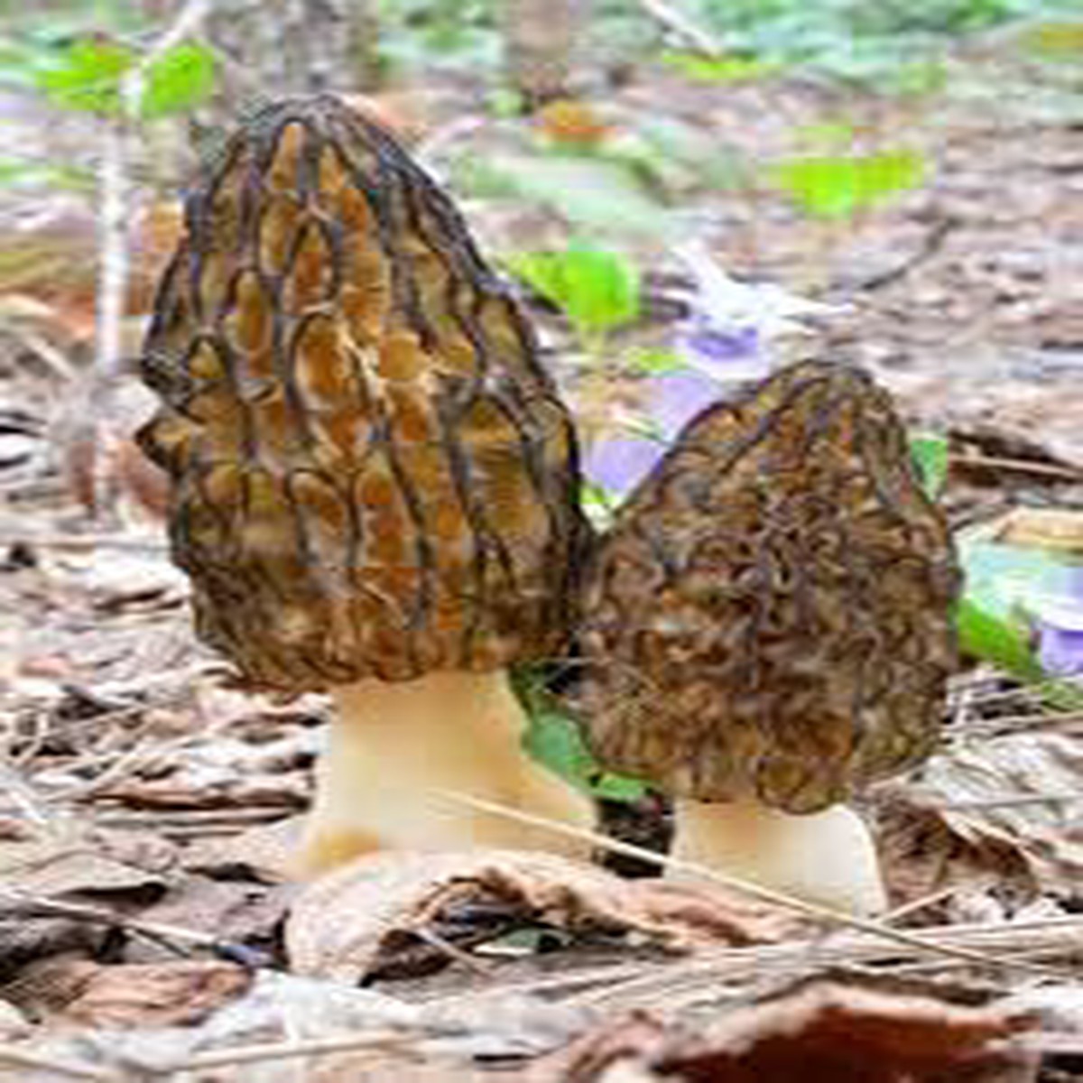 Mycelium Spawn for Planting Heirloom, Non-GMO, Organic Mushroom Culture