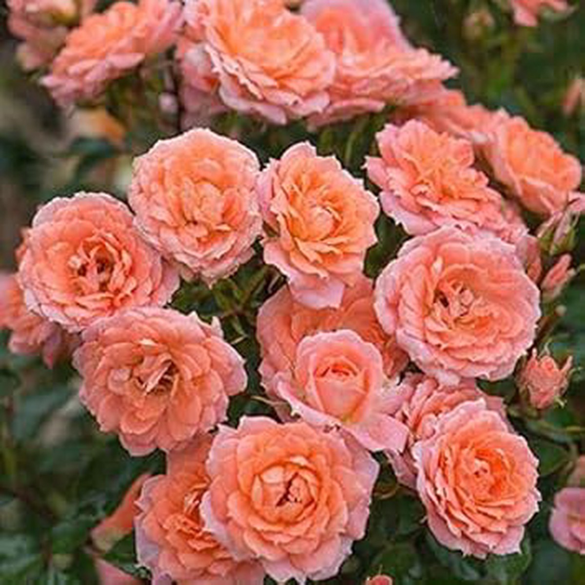 Orange Double-Petal English Rose Seeds Heirloom, Non-GMO, High Germination Organic Garden Seeds for Planting