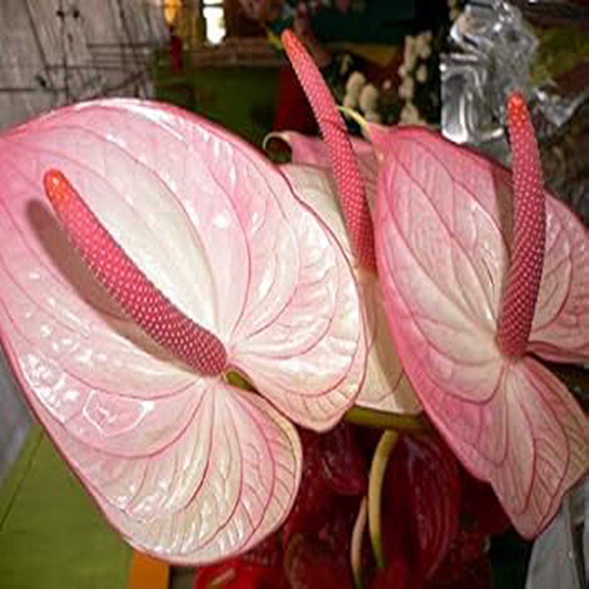 Pale Pink Anthurium Flower Seeds for Planting Heirloom Non-GMO, High Germination Organic Garden Seeds for Exotic Blooms