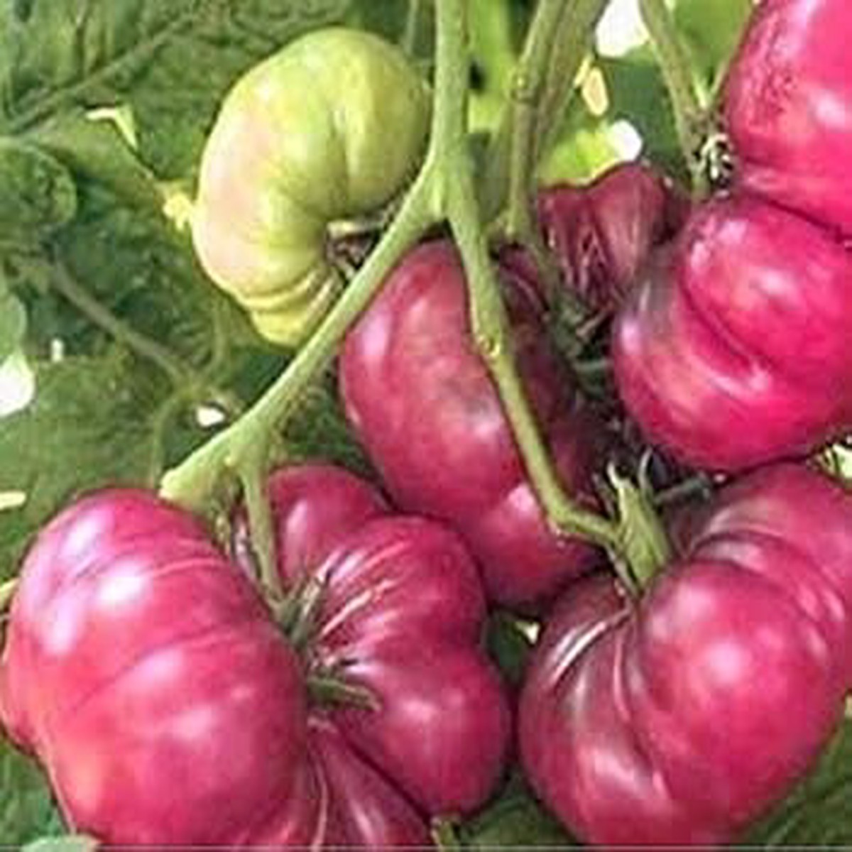 Calabash Vegetable Seeds for Planting - Heirloom Non-GMO Organic Garden Seeds with High Germination