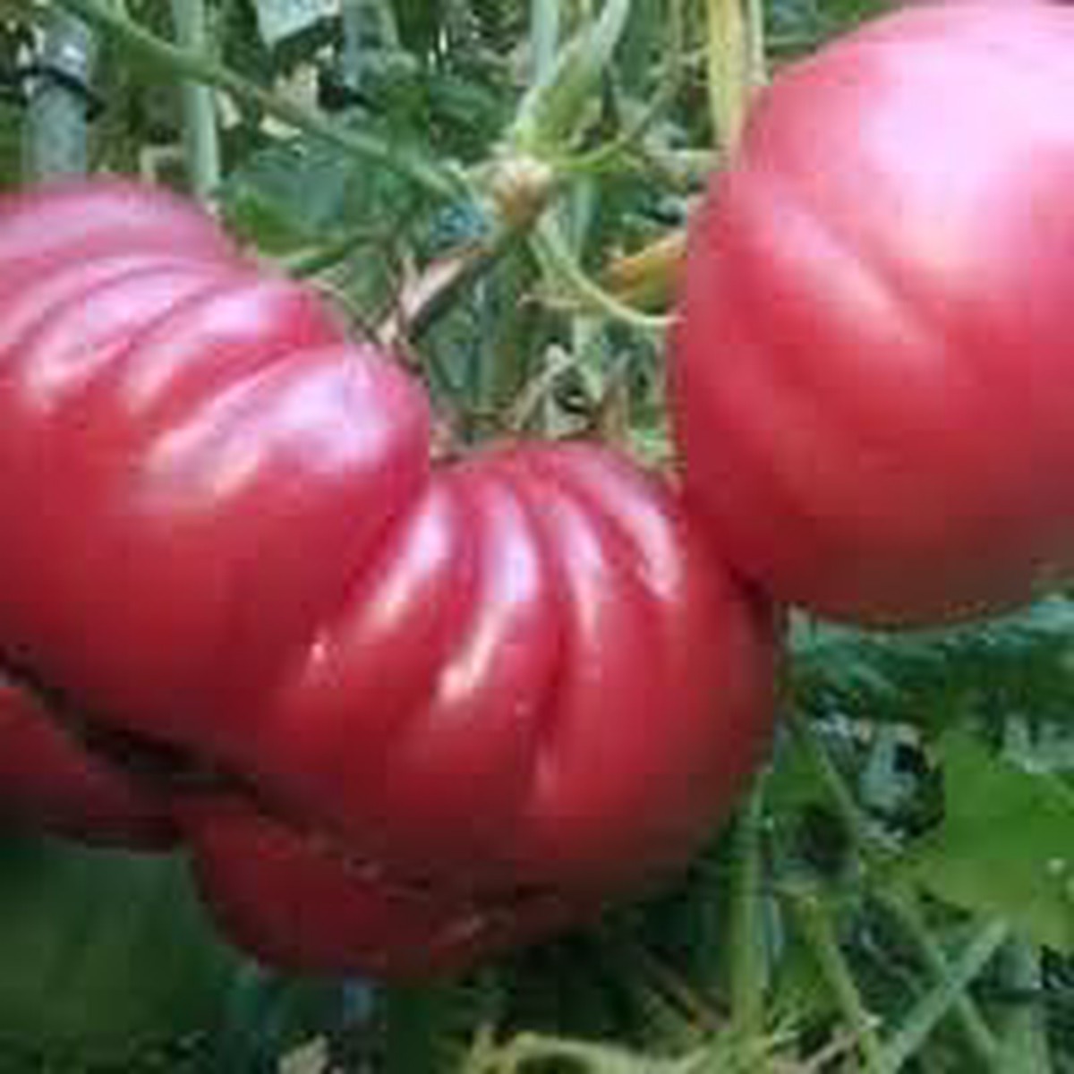 Giant Tomato Seeds for Planting - Heirloom, Non-GMO, High Germination, Organic Garden Seeds