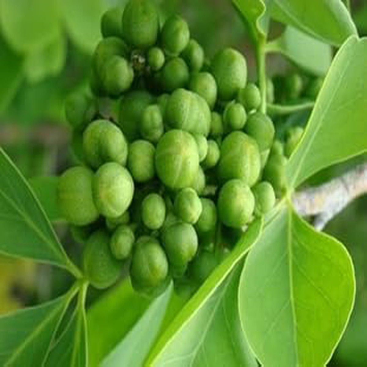 Green Aegle Marmelos Plant Seeds for Planting Heirloom & Non-GMO Organic Garden Seeds with High Germination