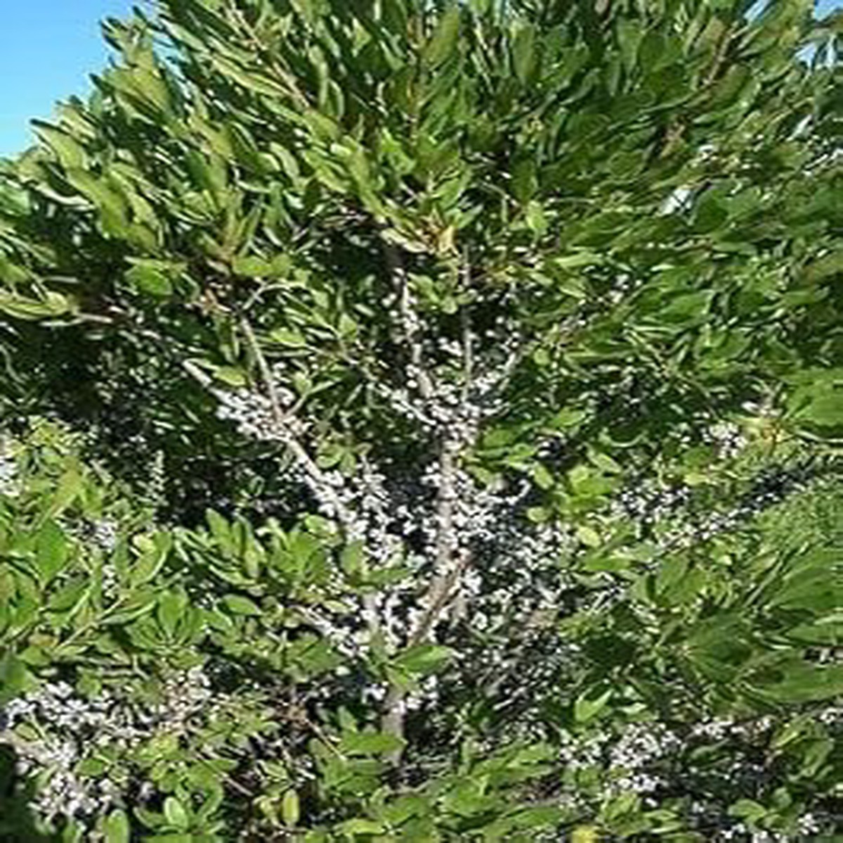 Green Wax Myrtle Plant Seeds for Planting | Heirloom & Non-GMO Organic Garden Seeds | High Germination