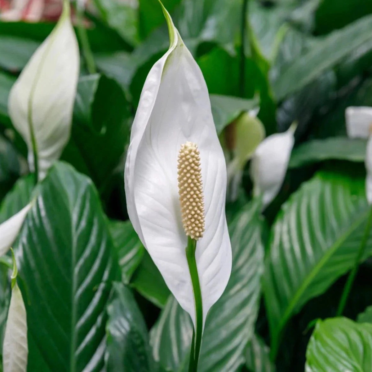 Heirloom Peace Lily (Spathiphyllum) Flower Seeds - Non-GMO, High Germination Organic Indoor Garden Seeds for Planting