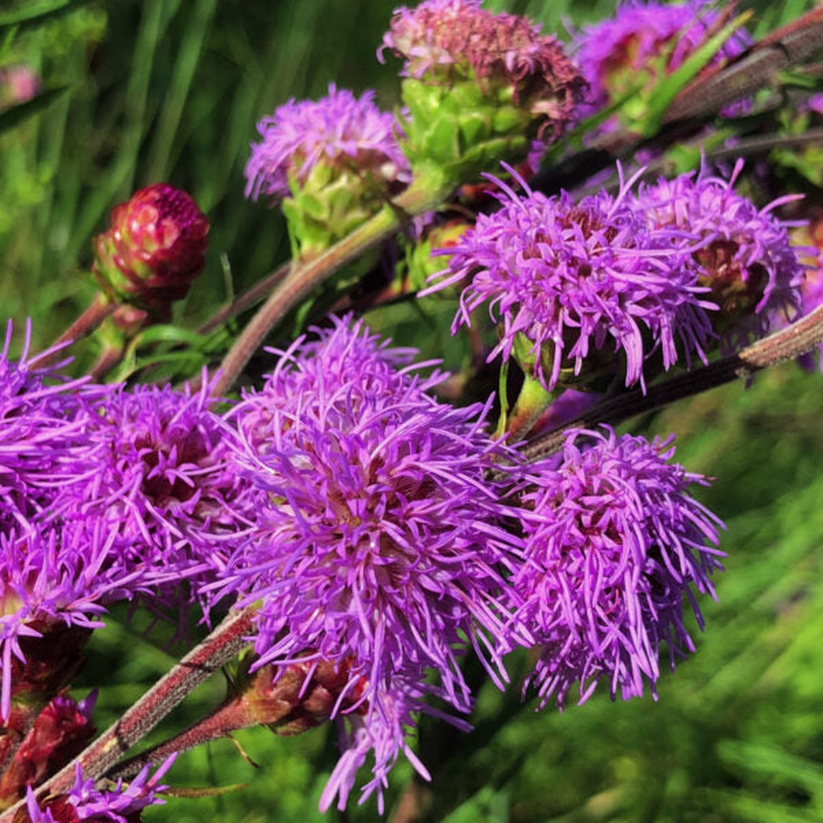 Liatris ligulistylis Meadow Blazing Star Seeds - Heirloom, Non-GMO, High Germination Organic Wildflower Seeds for Planting