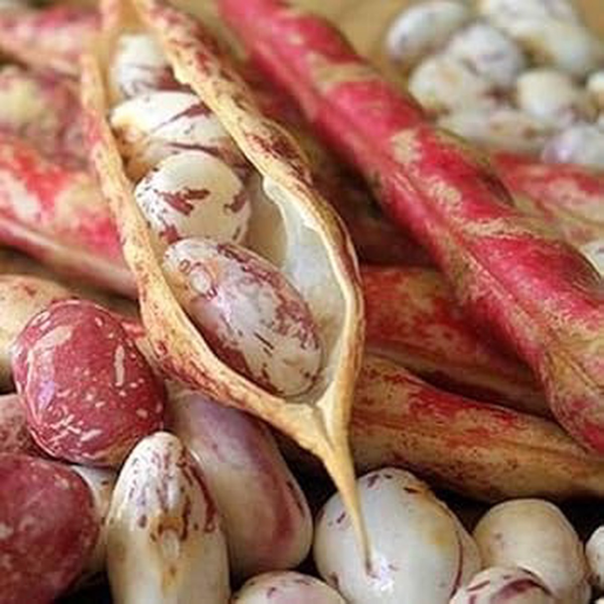 Pink White Bean Pinto Vegetable Seeds for Planting Heirloom & Non-GMO Organic Garden Seeds with High Germination