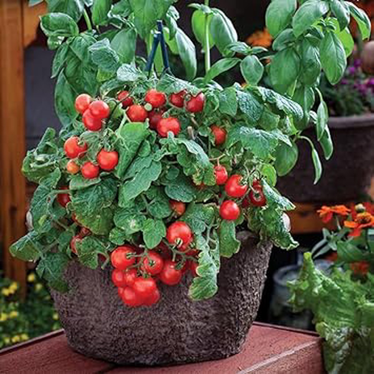 Robin Tomato Seeds for Planting - Heirloom, Non-GMO, High Germination, Organic Garden Seeds